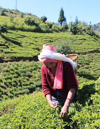 /_files/image/02023_TITULKA/podkategorie_obrazky/Nepal_zahrada.jpg